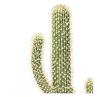 Image sur Cactus Pot Deco Plant 170cm