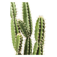 Picture of Cactus Pot Deco Plant 202