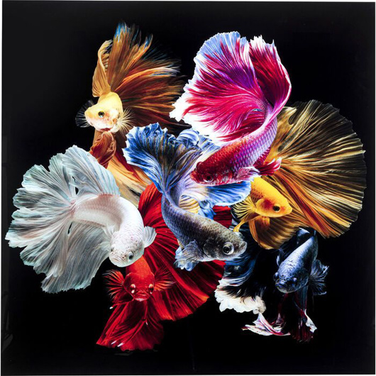 Picture of GLASS PICTURE COLORFUL SWARM FISH
